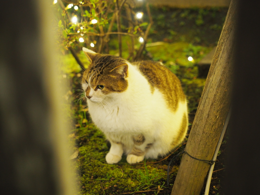 まるねこ