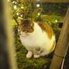 まるねこ