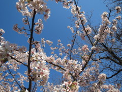 桜２