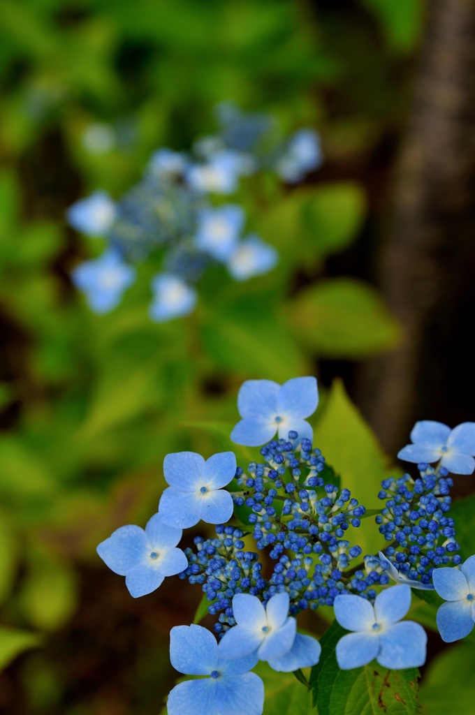 箱根 強羅公園の紫陽花 3