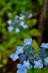 箱根 強羅公園の紫陽花 3