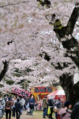 あけぼの公園桜祭り