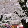 あけぼの公園桜祭り