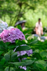 権現堂あじさいまつり①
