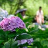 権現堂あじさいまつり①