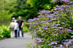 箱根 強羅公園の紫陽花