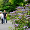 箱根 強羅公園の紫陽花