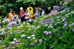 権現堂あじさいまつり②