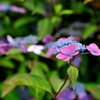 箱根 強羅公園の紫陽花 2