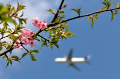 桜咲き始めの成田空港付近にて