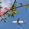 桜咲き始めの成田空港付近にて