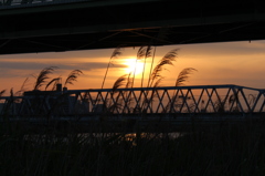 夕日とススキ