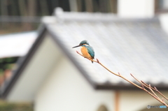 ひさしぶり～