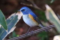 今日の鳥果