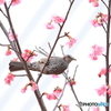 うめヒヨ