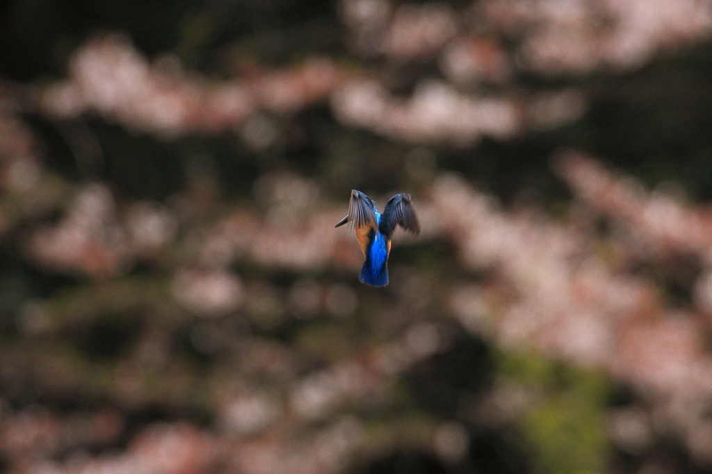 桜ホバ5