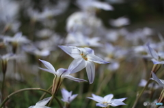 花の名知れず