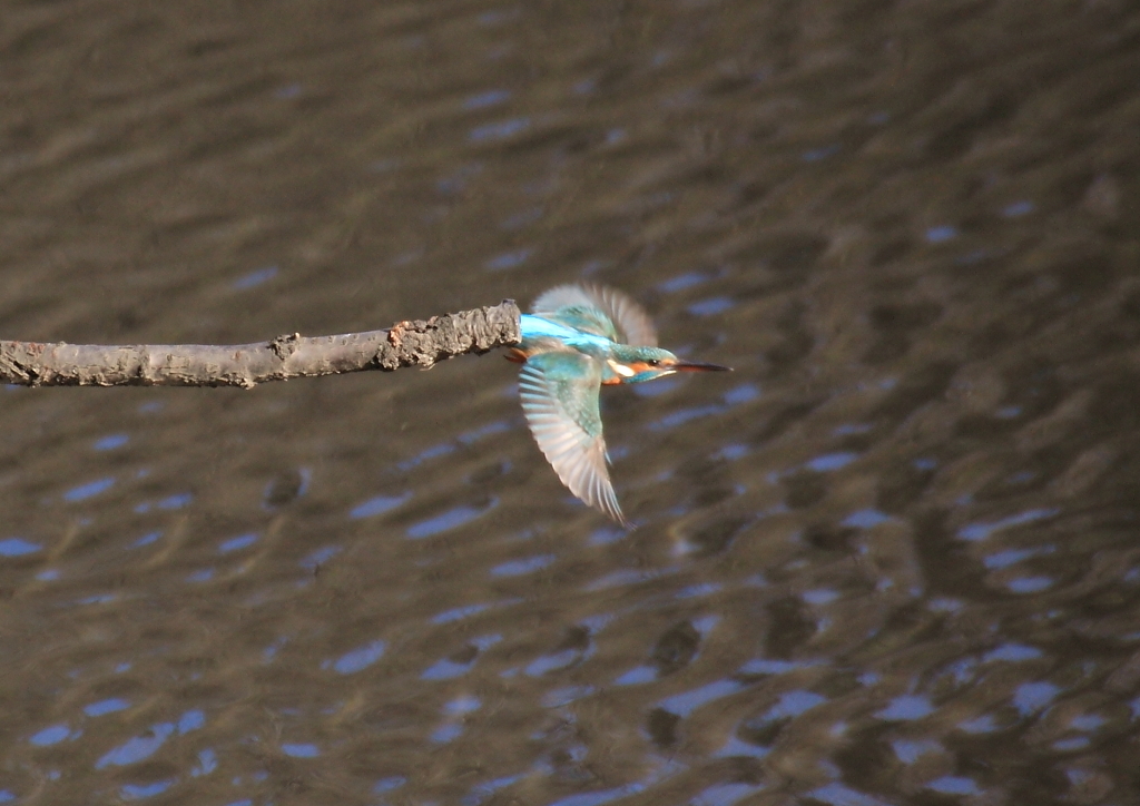 Let's Fly