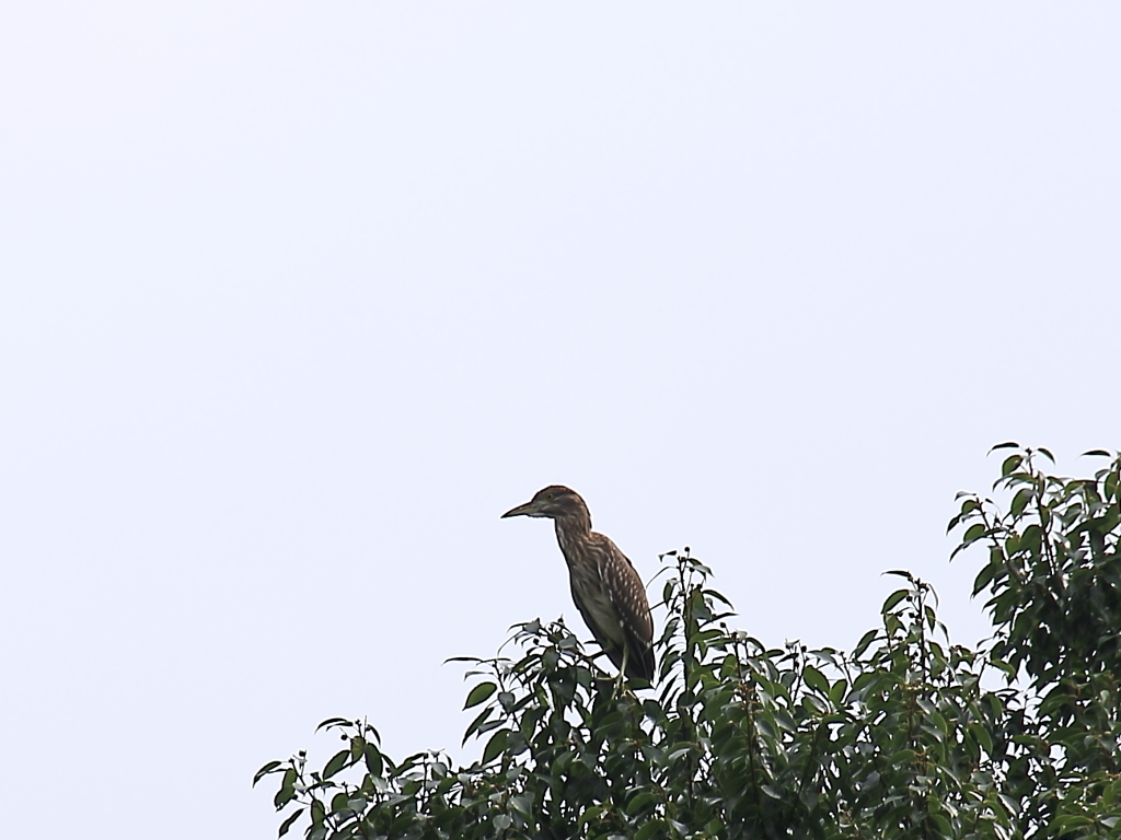 木の上にゴイサギ