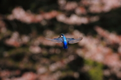 桜ホバ2