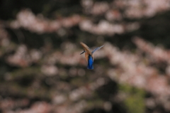 桜ホバ４