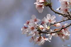 今年最初で最後のソメイヨシノ2