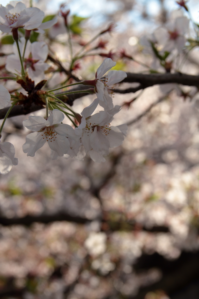 お花見写ん歩