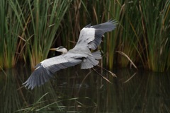 鳥も戦闘機も背中が大事