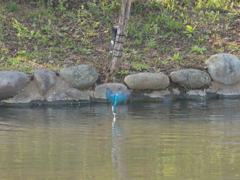 水面kiss