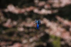 桜ホバ6