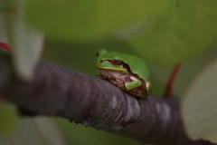ケロロ軍曹