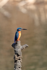 ペンギンスタイル
