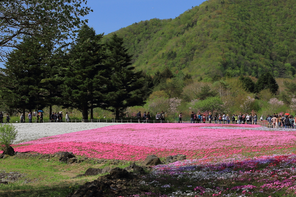 芝桜