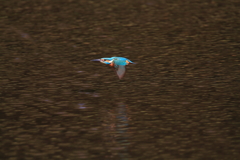 飛びもの～