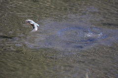 離水