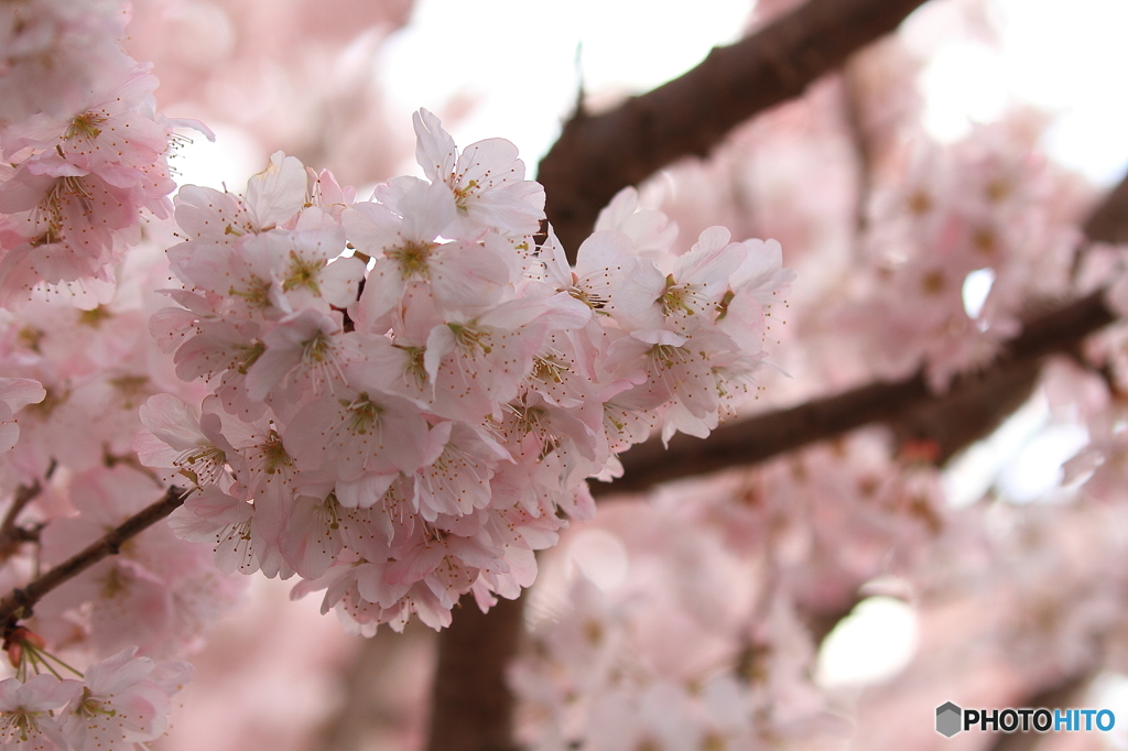 大寒桜