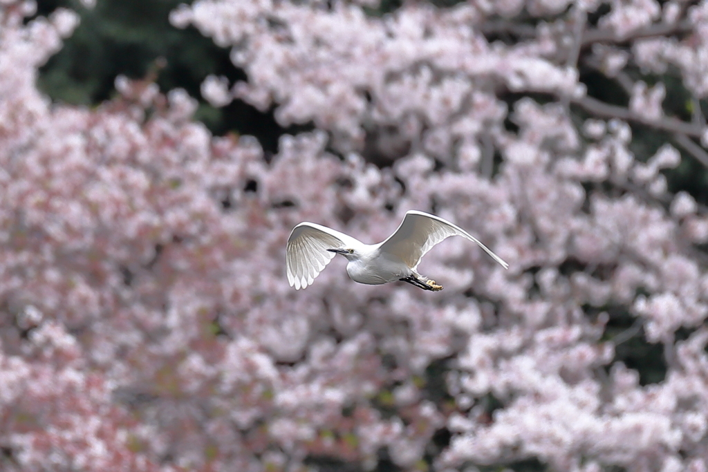 PINK & WHITE