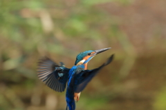 唯一の飛びもの