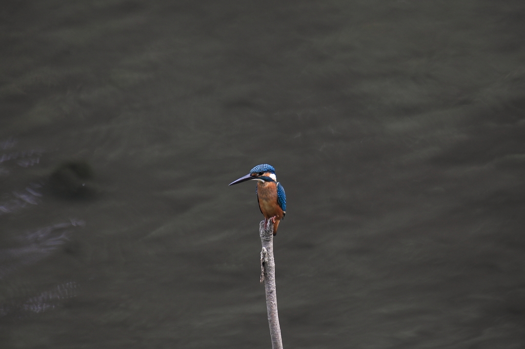 初めてのカワセミ2