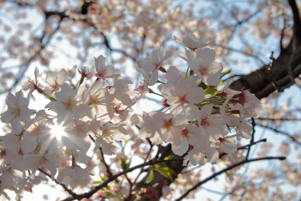 お花見写ん歩