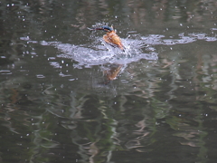 反転しながら離水