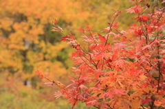 秋の色