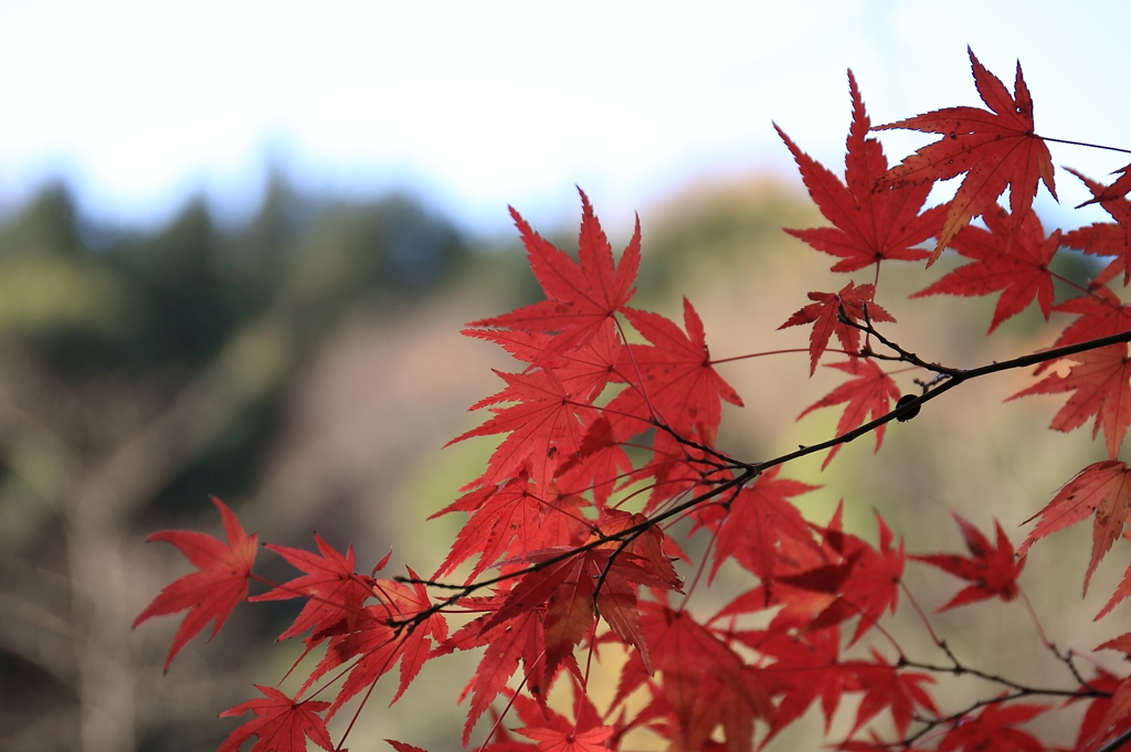 紅葉