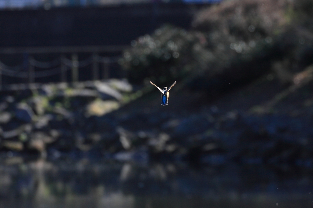 ホバ連写5