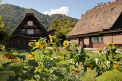 世界文化遺産　白川郷