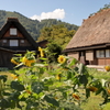 世界文化遺産　白川郷