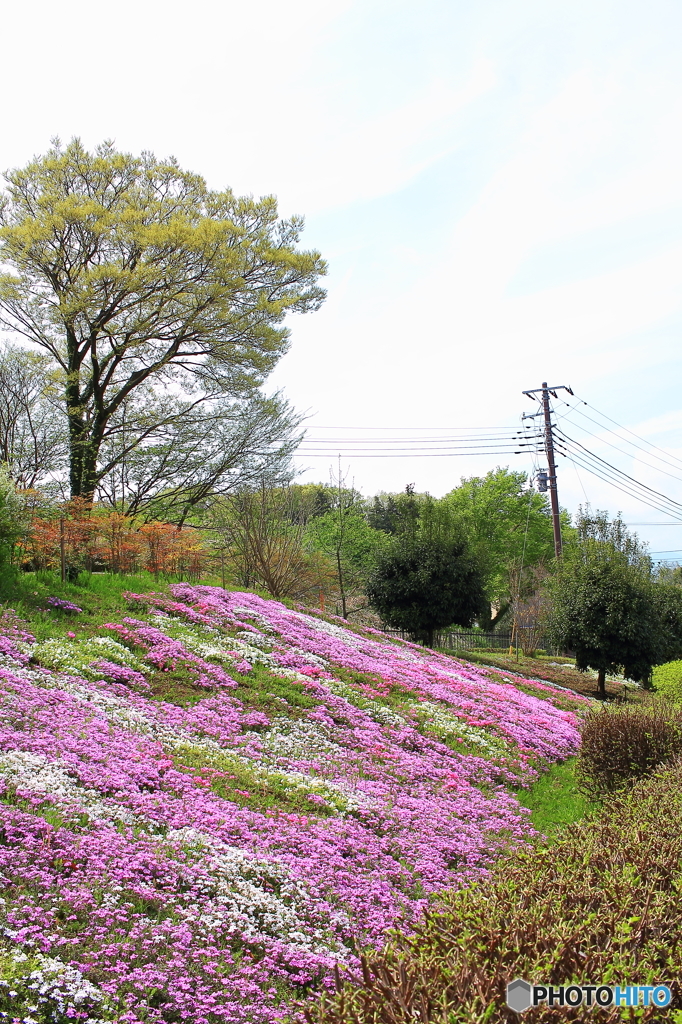 芝桜