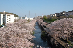 お花見写ん歩