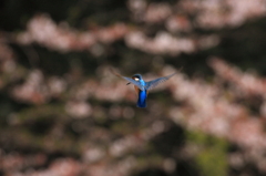 桜ホバ3