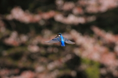 桜ホバ1